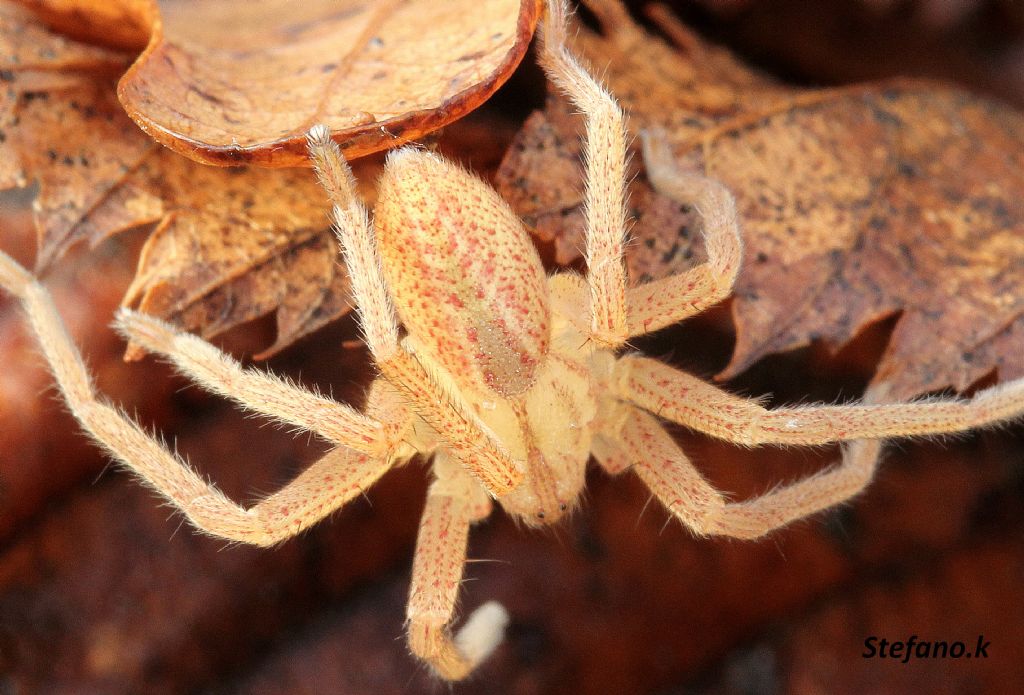 Micrommata virescens - Carso Triestino (zona S. Croce)